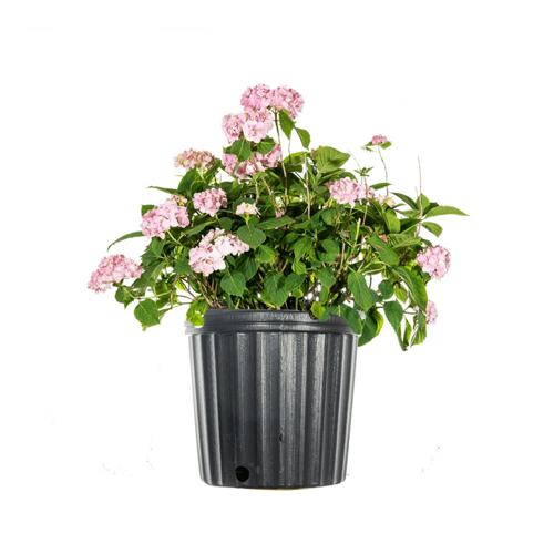 3 Gal. Penny Mac Hydrangea - Different Colored Blooms - Low Maintenance