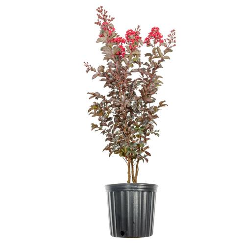 3 Gal. Black Diamond Best Red Crape Myrtle - Unique Foliage, Bright Red Blooms